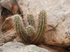 Echinocereus engelmannii engelmannii