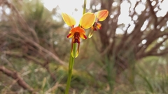 Diuris brumalis