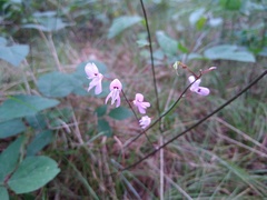 Hylodesmum