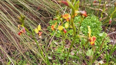 Diuris brumalis