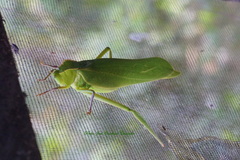 Steirodon