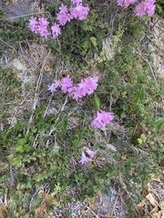 Amaryllis belladonna