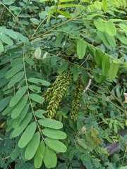 Amorpha fruticosa