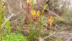 Diuris brumalis