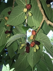 Morus rubra