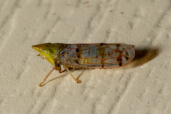 Japananus hyalinus