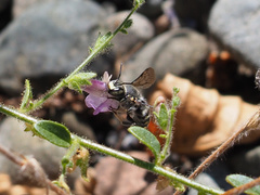 Anthidium maculosum