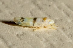 Empoa gillettei