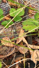 Thamnophis ordinoides