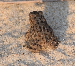Anaxyrus hemiophrys