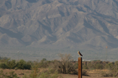 Athene cunicularia hypugaea