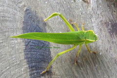 Steirodon