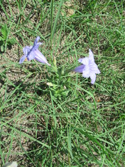 Ruellia nudiflora
