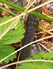 Thamnophis ordinoides