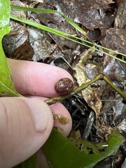 Disholcaspis quercusglobulus