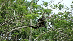 Alouatta palliata