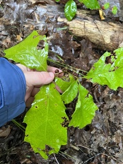 Disholcaspis quercusglobulus