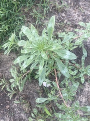 Amaranthus polygonoides