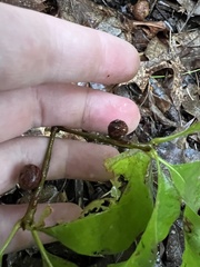 Disholcaspis quercusglobulus