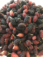 Morus rubra