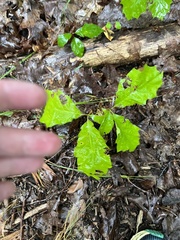 Disholcaspis quercusglobulus