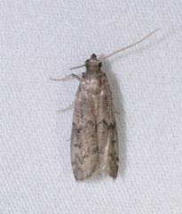 Vitula edmandsii