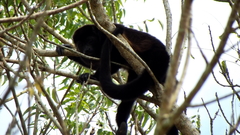 Alouatta palliata