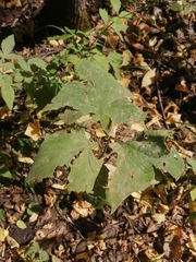 Parasenecio hastatus