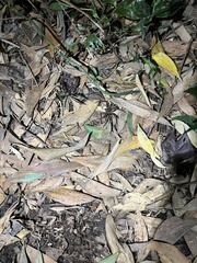 Heteropodinae