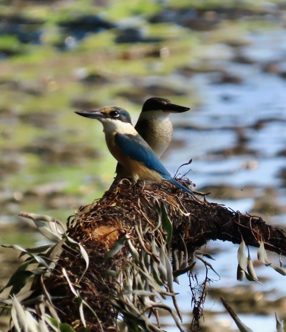 Melanesian Kingfisher (Todiramphus tristrami), photo 2