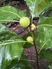 Amphibolips
