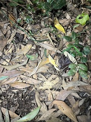 Heteropodinae
