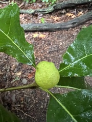 Amphibolips