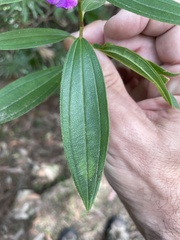 Melastoma malabathricum