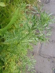 Artemisia sieversiana
