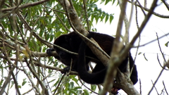 Alouatta palliata