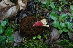 Suillus asiaticus