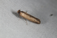 Elasmopalpus lignosella