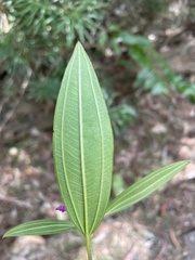 Melastoma malabathricum