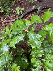 Amphibolips