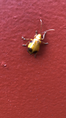 Monocesta coryli