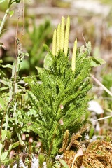 Dendrolycopodium