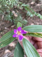 Melastoma malabathricum