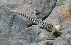 Sceloporus magister