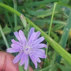 Lactuca sibirica