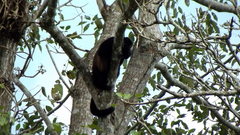 Alouatta palliata