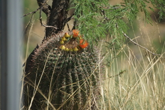 Ferocactus wislizeni