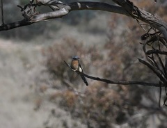 Cacomantis flabelliformis