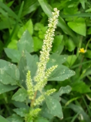 Amaranthus spinosus