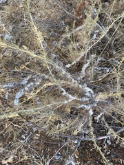 Rhopalomyia floccosa